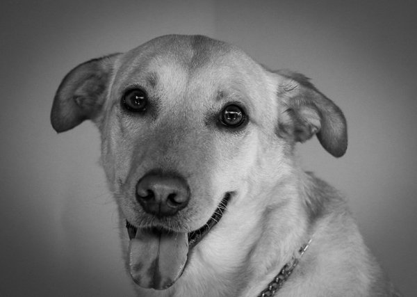 Design d'écurie : top conseils pour un espace parfait pour vos chevaux