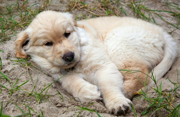 Comment sensibiliser le grand public à la problématique du braconnage des animaux sauvages ?