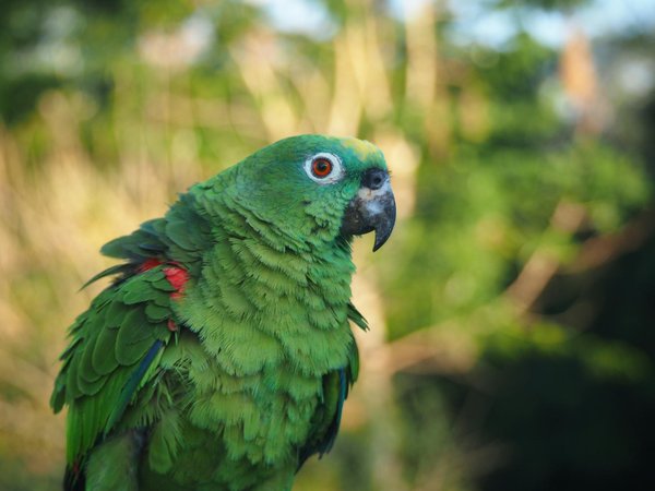 Traceur GPS pour chien sans abonnement : liberté et sérénité